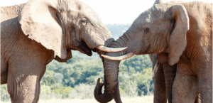 Optimize & re-negotiate contracts